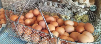 Œufs frais de la ferme